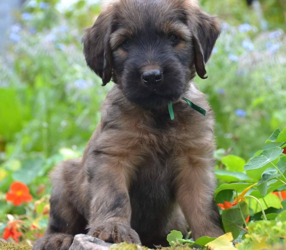 Welpenspielstunde – achtsam, individuell, sinnvoll